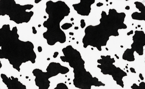 Cow Moo Cuddle Snow/Black